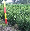 Taxus media 'Hillii'